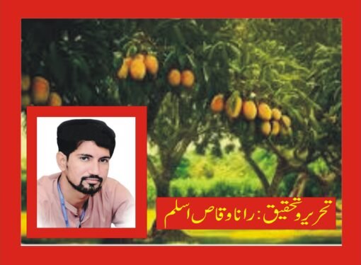 شدید آندھی اور بارشیں’ مظفر گڑھ میں آم کی فضل متاثر ‘ پیداور میں کمی خدشہ