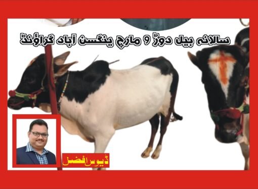 ینگسن آباد میں سالانہ بیل دوڑ کا انعقاد 9مارچ کو ہوگا