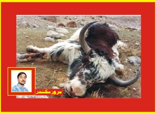 ‎شمشال پامیر :مویشی جان لیوا بیماری کا شکار ‘108ہلاک ‘مقامی افراد پریشان
