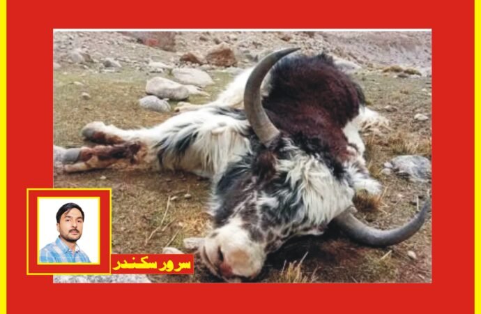 ‎شمشال پامیر :مویشی جان لیوا بیماری کا شکار ‘108ہلاک ‘مقامی افراد پریشان