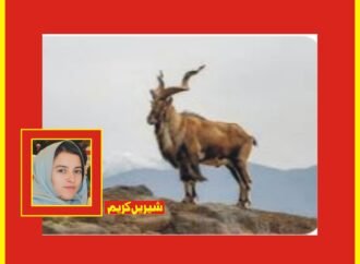 استور مارخور کا ٹرافی ہنٹنگ پرمٹ کروڑوں میں نیلام