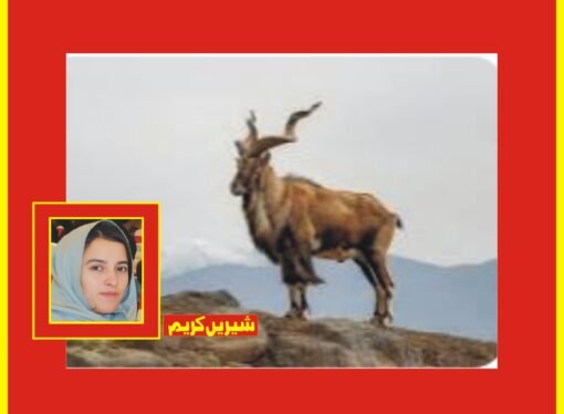 استور مارخور کا ٹرافی ہنٹنگ پرمٹ کروڑوں میں نیلام