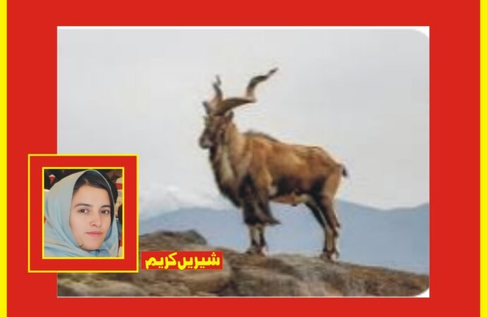 استور مارخور کا ٹرافی ہنٹنگ پرمٹ کروڑوں میں نیلام